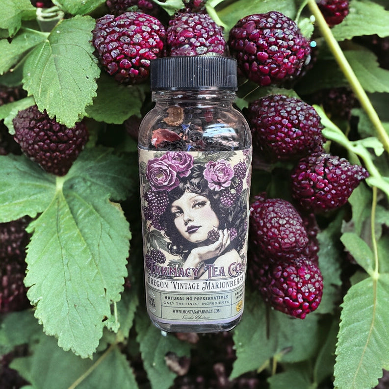 A glass jar of 'Sassony Vintage Marionberry' tea with a black lid and a vintage-style label, surrounded by fresh, ripe dark red-burgundy berries on a leafy green plant.